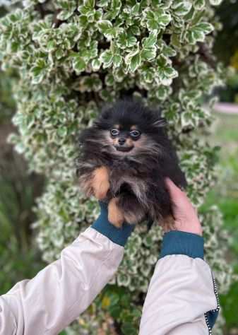 Cuccioli di Spitz Volpino di Pomerania