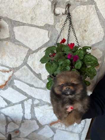 Cuccioli di Spitz Volpino di Pomerania