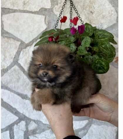 Cuccioli di Spitz Volpino di Pomerania