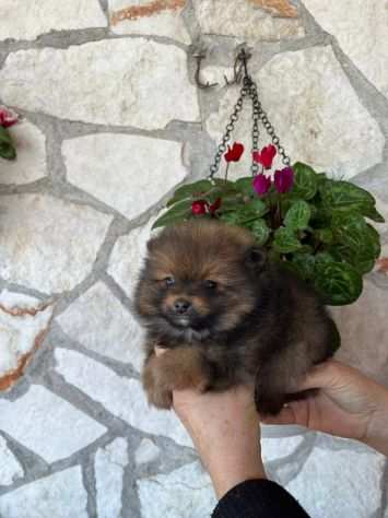 Cuccioli di Spitz Volpino di Pomerania