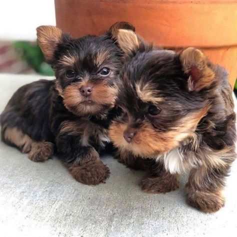 cuccioli di yorkie terrier