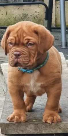 Cuccioli dogue de bordeaux