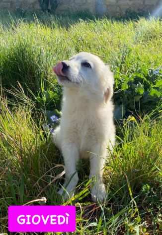 CUCCIOLI e CUCCIOLONI, ARRIVATI A BERGAMO VI ASPETTANO, DAI 3 MESI IN SU