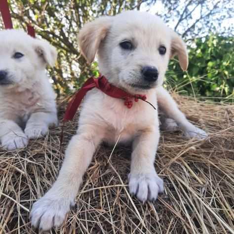 Cuccioli futura taglia medio contenuta