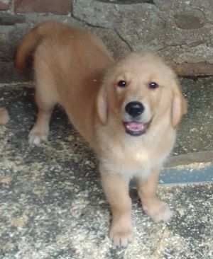 Cuccioli Golden retriever