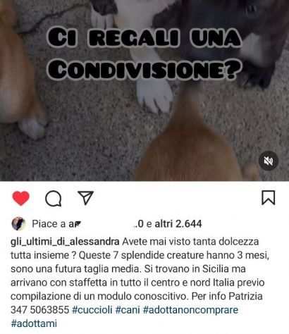 CUCCIOLI IN ADOZIONE