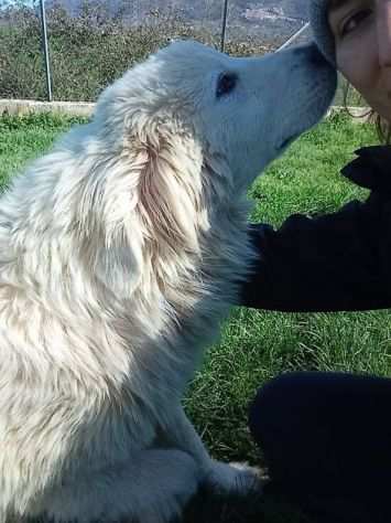 CUCCIOLI IN ADOZIONE