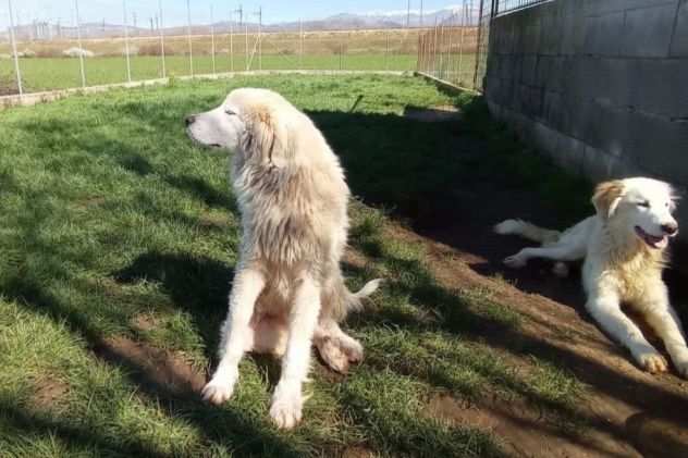 CUCCIOLI IN ADOZIONE