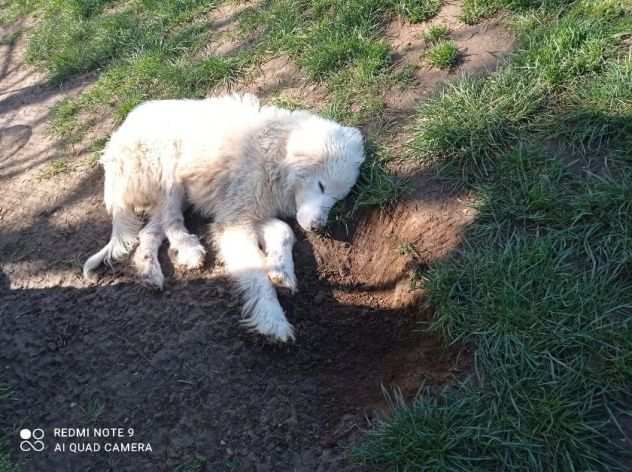 CUCCIOLI IN ADOZIONE