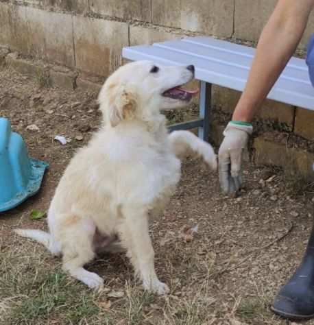 CUCCIOLI IN ADOZIONE DUCCIO