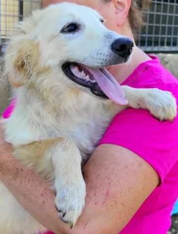 CUCCIOLI IN ADOZIONE DUCCIO