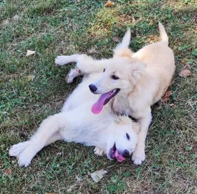 CUCCIOLI IN ADOZIONE DUCCIO