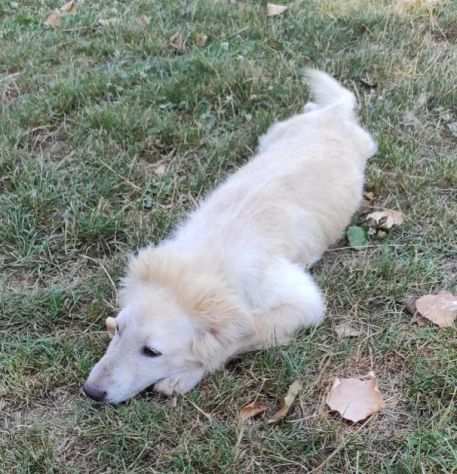 CUCCIOLI IN ADOZIONE DUCCIO