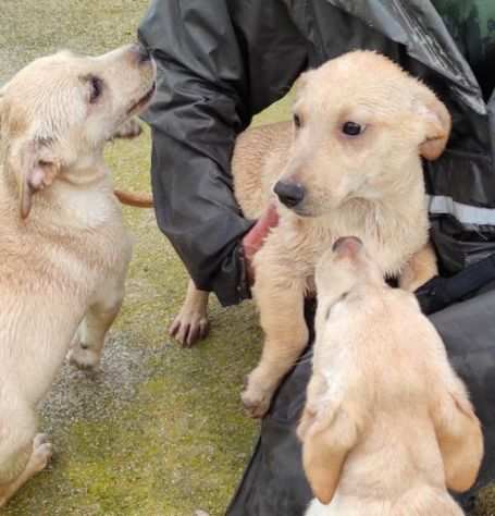 CUCCIOLI IN ADOZIONE TAGLIA PICCOLA