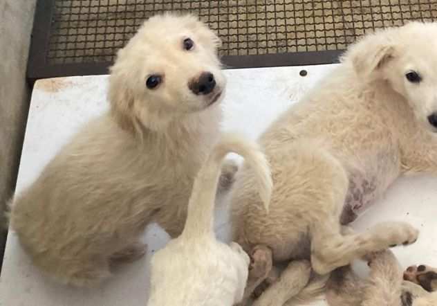 CUCCIOLI IN ADOZIONE UN MIRACOLO DI SALVEZZA