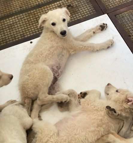 CUCCIOLI IN ADOZIONE UN MIRACOLO DI SALVEZZA