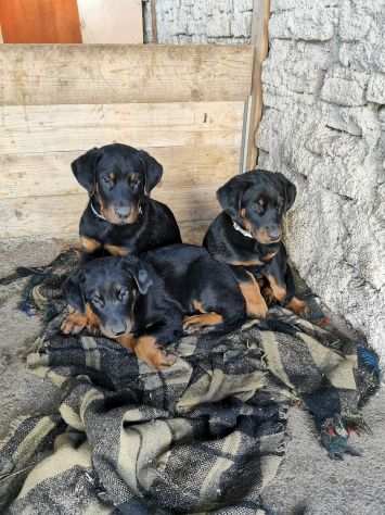 CUCCIOLI IN ARRIVO BEAUCERON ,PASTORE DELLA BEAUCE