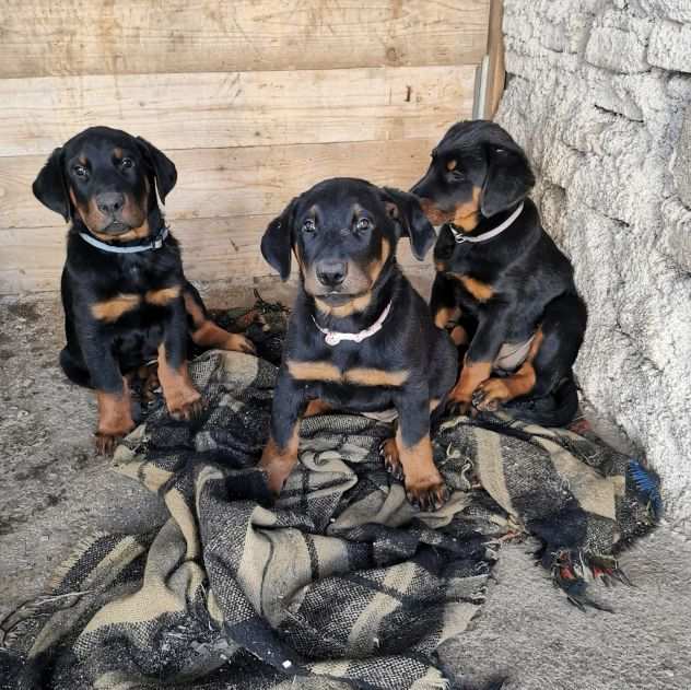 CUCCIOLI IN ARRIVO BEAUCERON ,PASTORE DELLA BEAUCE