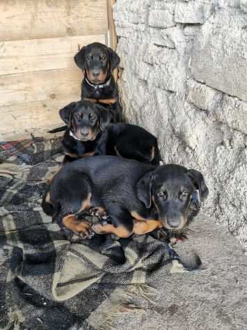 CUCCIOLI IN ARRIVO BEAUCERON ,PASTORE DELLA BEAUCE