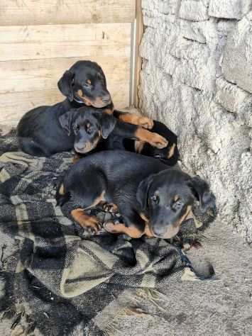 CUCCIOLI IN ARRIVO BEAUCERON ,PASTORE DELLA BEAUCE