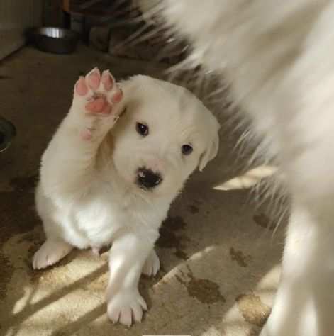 Cuccioli in regalo