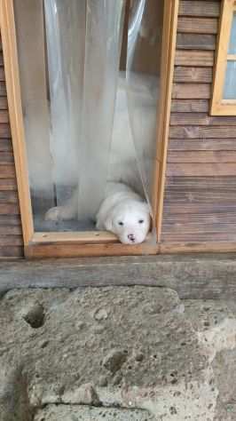 Cuccioli in regalo