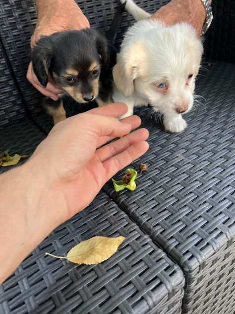 Cuccioli incrocio Chihuahua