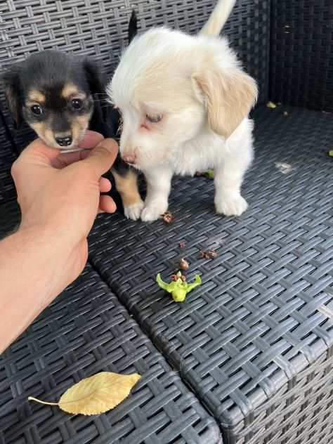 Cuccioli incrocio Chihuahua