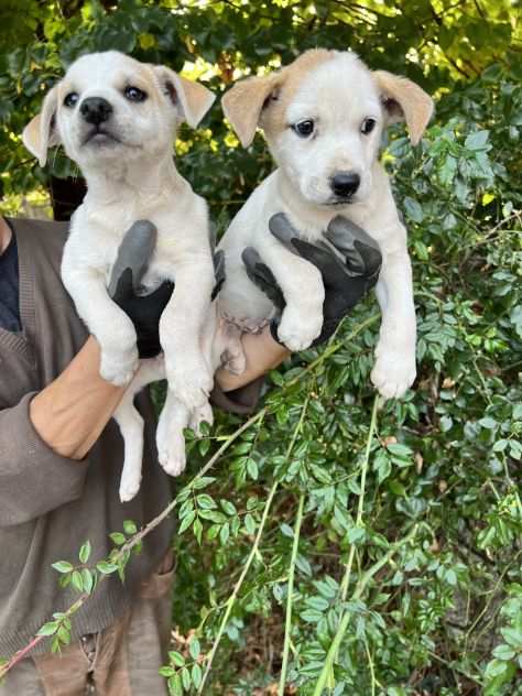 Cuccioli incrocio Jack Russell X Beagle