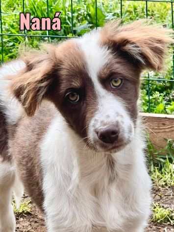 CUCCIOLI INVISIBILI URGENTI ADOZIONI