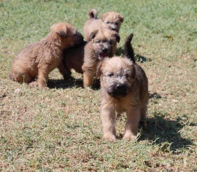 CUCCIOLI IRISH SOFT COATED WHEATEN TERRIER