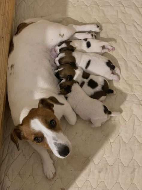 Cuccioli Jack Russell