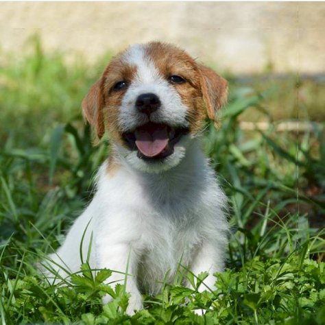 Cuccioli Jack Russell Terrier Selezionati