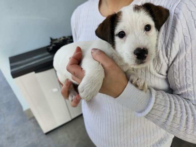 Cuccioli Jack russell toy