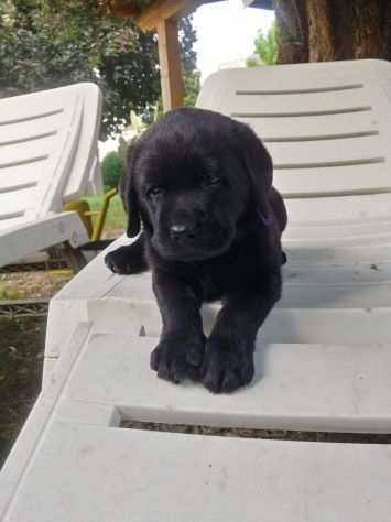 Cuccioli Labrador