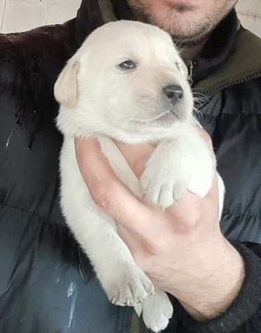 Cuccioli labrador