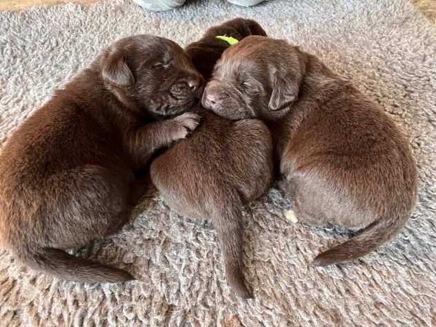Cuccioli Labrador Chocolat