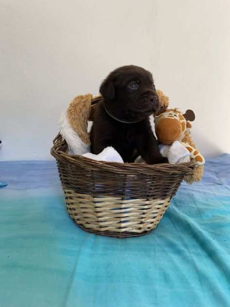 CUCCIOLI LABRADOR CHOCOLATE