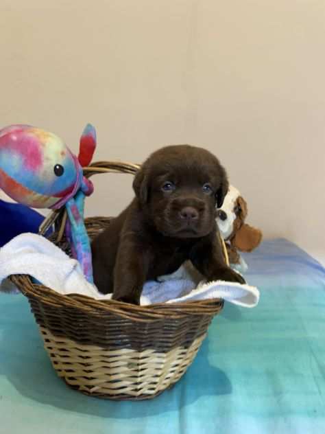 CUCCIOLI LABRADOR CHOCOLATE