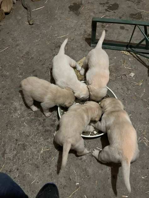 Cuccioli Labrador miele con PEDIGREE