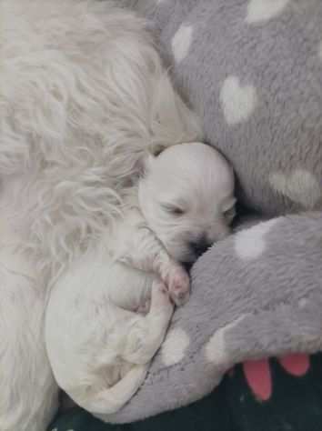 Cuccioli maltese