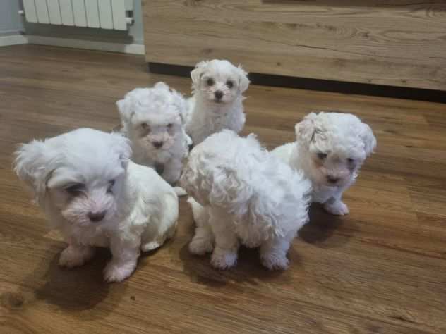 Cuccioli Maltese