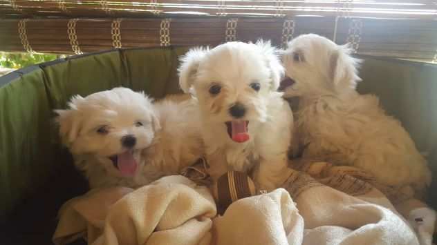 cuccioli maltese con pedigree