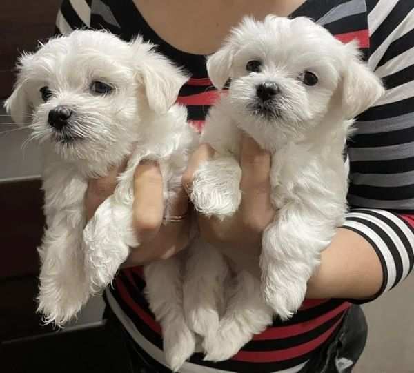 CUCCIOLI MALTESE MASCHI E FEMMINE PER ADOZIONE URGENTEMENTE (REGALE FAMIGLIA)