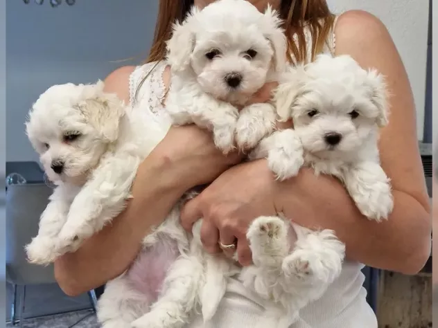 CUCCIOLI MALTESE MASCHI E FEMMINE PER ADOZIONE URGENTEMENTE (REGALE FAMIGLIA)