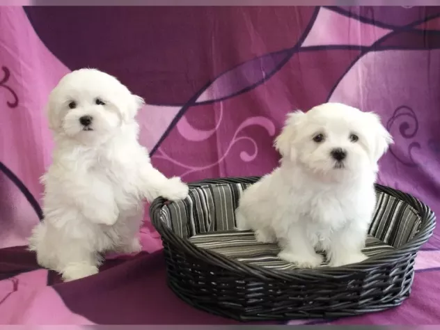 CUCCIOLI MALTESE MASCHI E FEMMINE PER ADOZIONE URGENTEMENTE (REGALE FAMIGLIA)