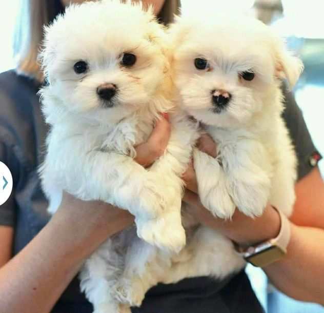 Cuccioli Maltesi maschi e Femmine in Adozione Urgente solo 100 euro Regalo di Fa