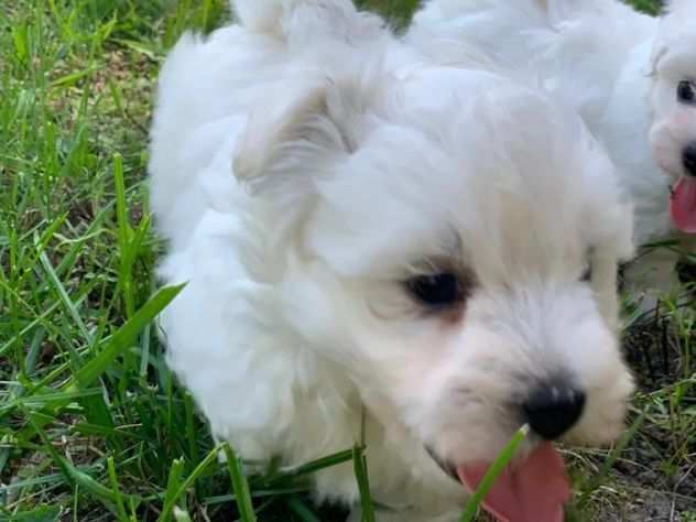 Cuccioli maltesi toy