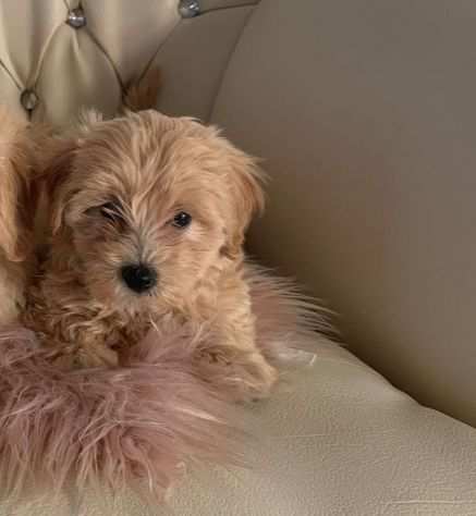 Cuccioli Maltipoo maschietti