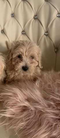 Cuccioli Maltipoo maschietti